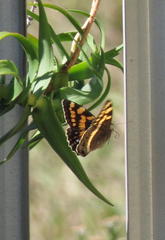 Aeropetes tulbaghia