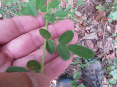 Chapmannia floridana
