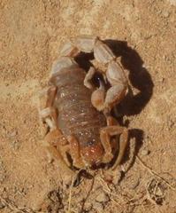 Parabuthus planicauda
