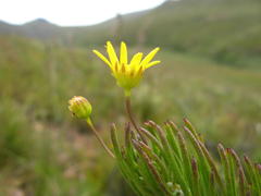 Euryops lasiocladus