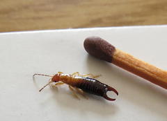 Forficula senegalensis