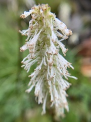 Sanguisorba