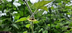 Physalis pubescens