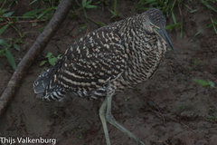 Tigrisoma
