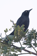 Quiscalus nicaraguensis