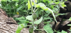 Physalis pubescens