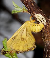 Pseudaphelia apollinaris