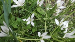 Ornithogalum umbellatum