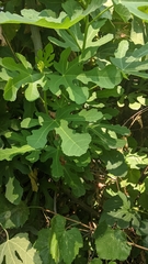 Ficus carica