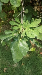 Ficus carica