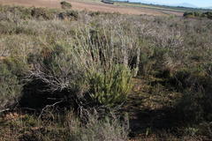 Leucadendron verticillatum
