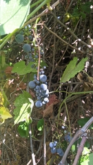 Vitis californica
