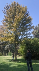 Vitis californica