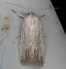 Catabena lineolata