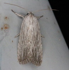 Catabena lineolata