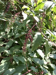 Phytolacca americana