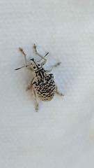 Cydianerus latruncularius