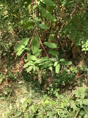 Phytolacca americana