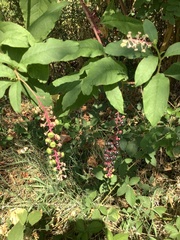 Phytolacca americana