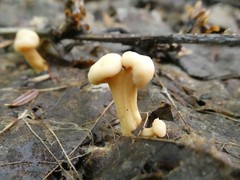 Cudonia lutea