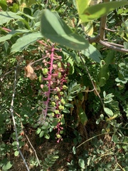Phytolacca americana