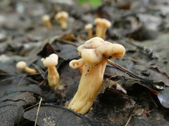 Cudonia lutea