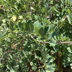 Phytolacca americana