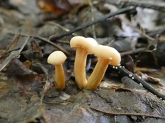 Cudonia lutea