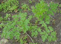 Physospermum cornubiense