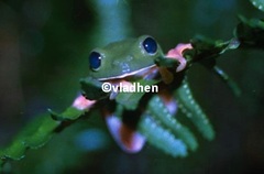 Agalychnis moreletii