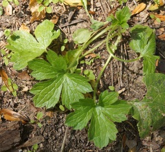 Ranunculus constantinopolitanus