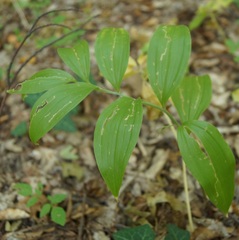 Polygonatum latifolium
