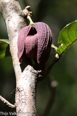 Sapranthus