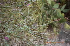 Campylorhynchus brunneicapillus sandiegensis