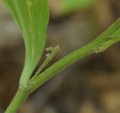 Polygonatum latifolium