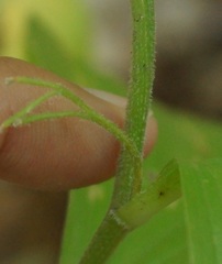 Polygonatum latifolium