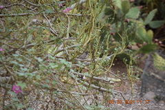 Campylorhynchus brunneicapillus sandiegensis