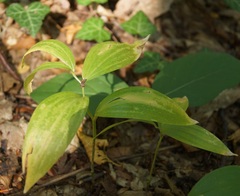 Polygonatum latifolium