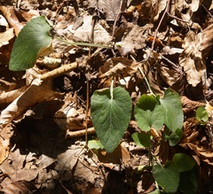 Viola alba dehnhardtii