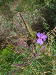 Hesperis pycnotricha