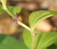 Polygonatum latifolium