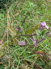 Hesperis pycnotricha