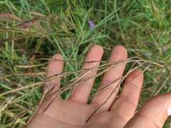Hesperis pycnotricha