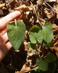 Viola alba dehnhardtii