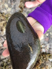 Lepidochitona cinerea