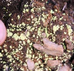 Arthrorhaphis citrinella