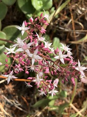 Crassula multicava multicava