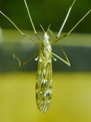 Tipula confusa