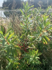 Euphorbia palustris