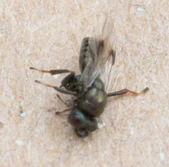 Asparagobius braunsi